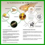 Schlupfwespen gegen Kleidermotten 10 Karten x 5 Lieferungen